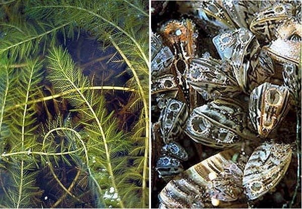 Eurasian water milfoil, zebra mussels