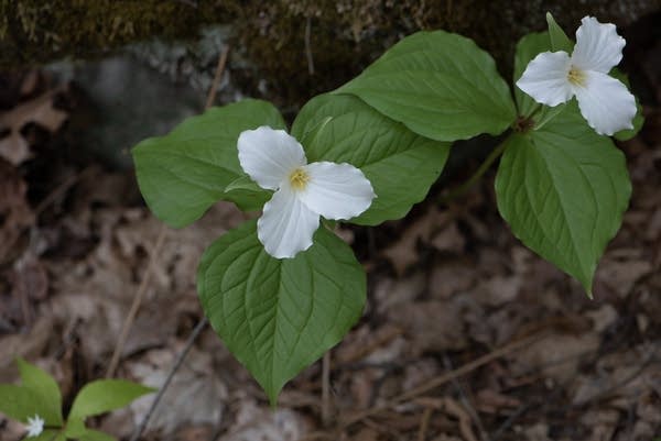 A close-up of a trillium