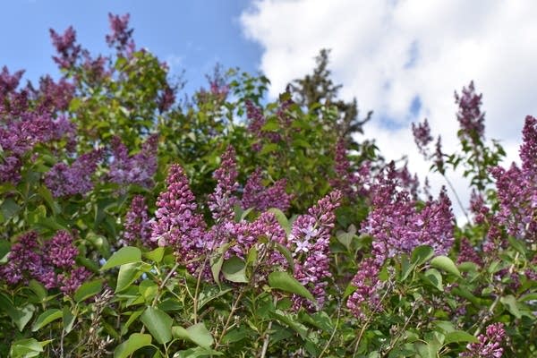 Above-normal temps; several rain opportunities this week