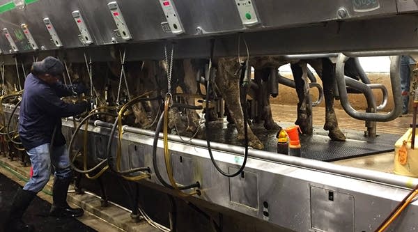 An inmate attaches milkers to cows' teats.