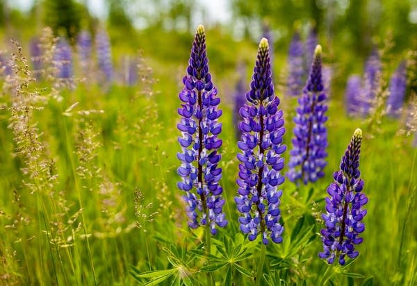 Purple flowers in a field.