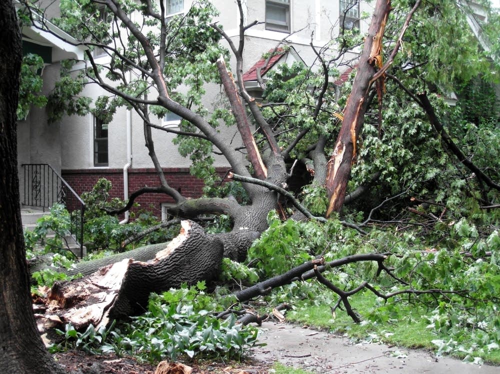 Tree damage in St. Paul