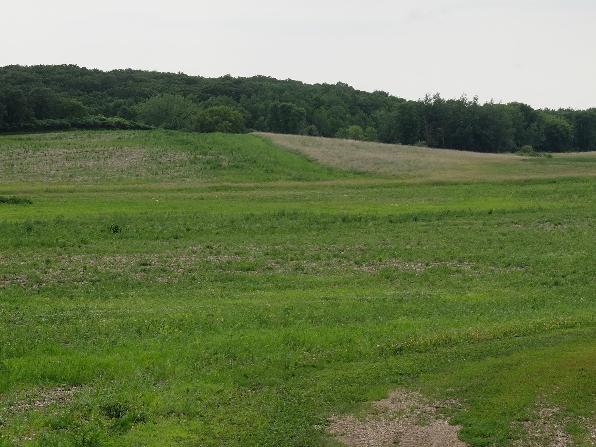 The lower part of this field in Otter Tail county was once a wetland.