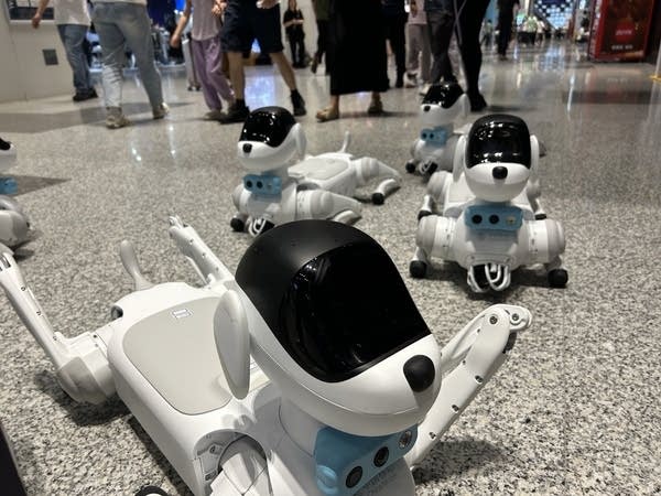 A pack of robot dogs lying on the ground resting at the World AI Conference in Shanghai