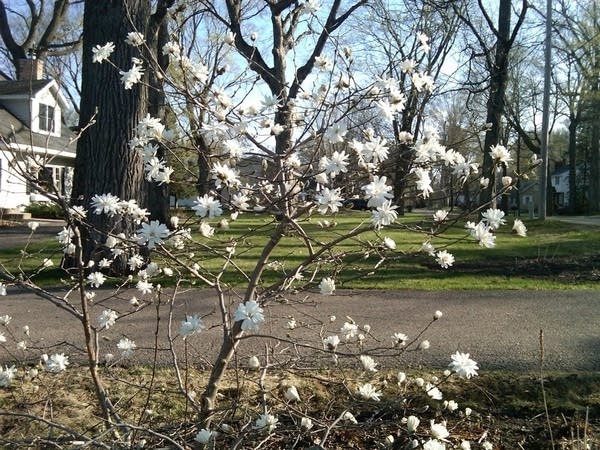 Spectacular 72 hours ahead; 2nd earliest spring?