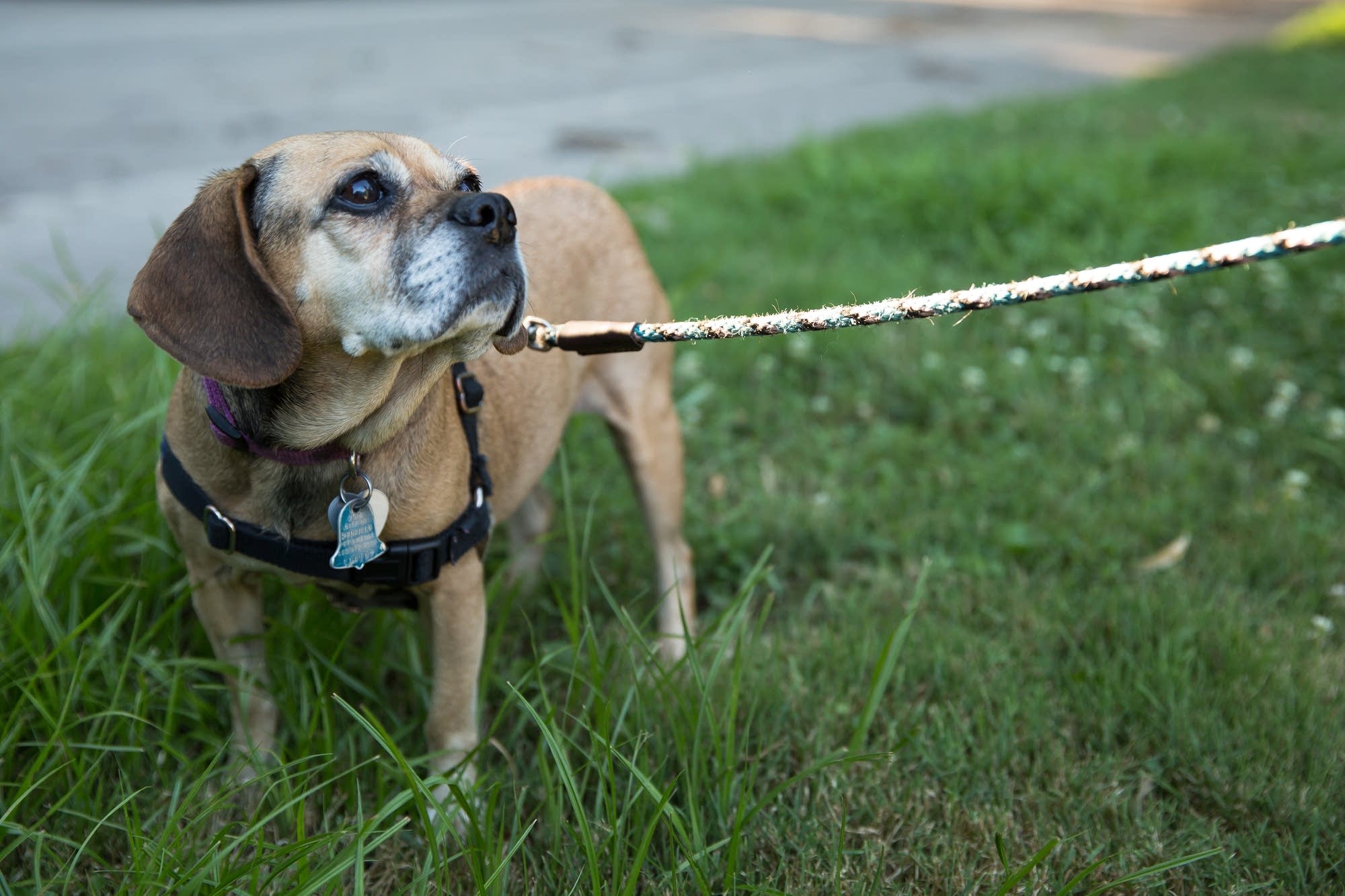 Holly glances at her owner Marlon Masanz during a walk.