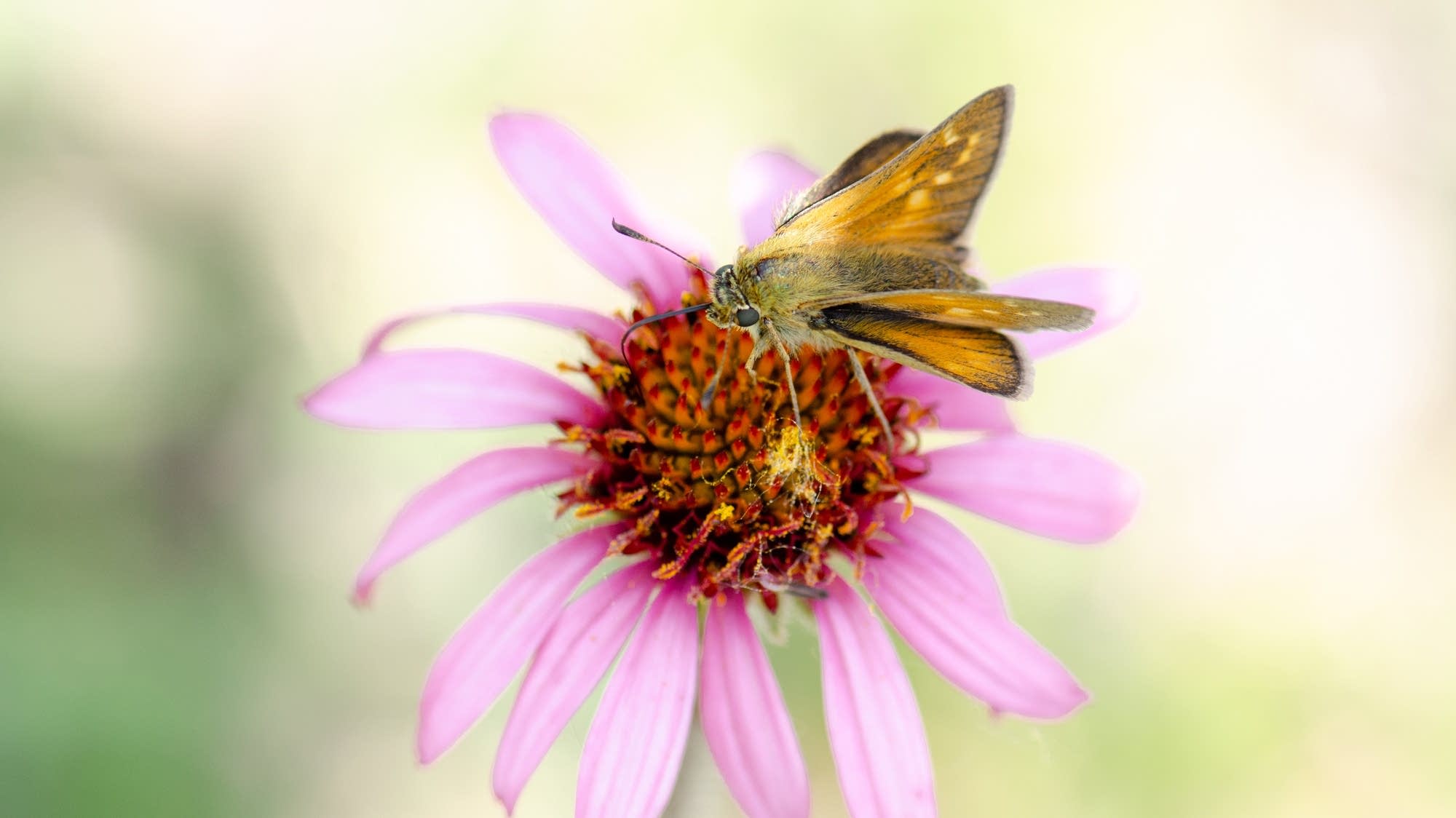 Endangered Dakota skippers released in renewed prairie landscape - Vimarsana News