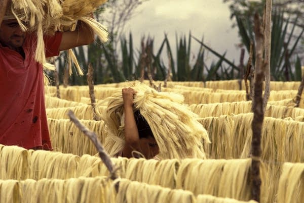 There are around 10 million children across Latin America at work.