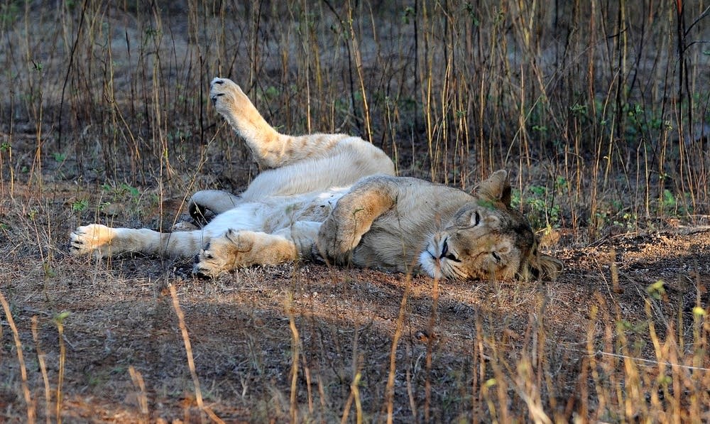 Endangered Asiatic lion
