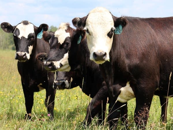 Cows stand in a grassy field