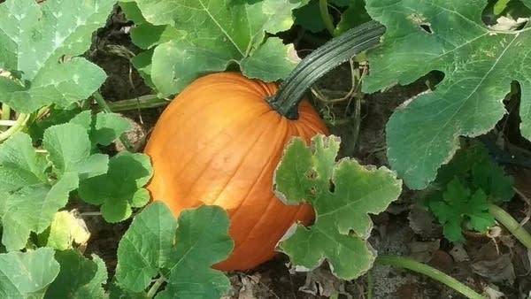 Scattered showers increasing Saturday; mild but windy Sunday