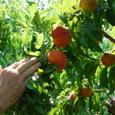 Colorado peach farmers threatened by prolonged drought