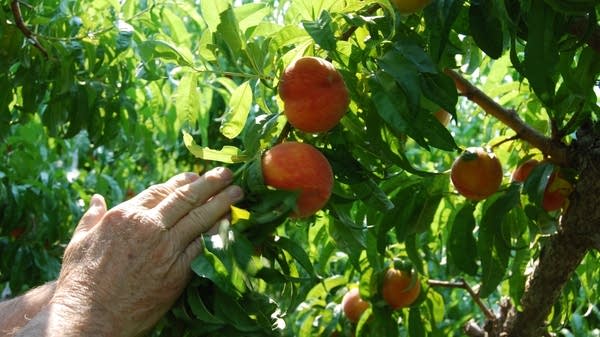 hand touching peach on tree