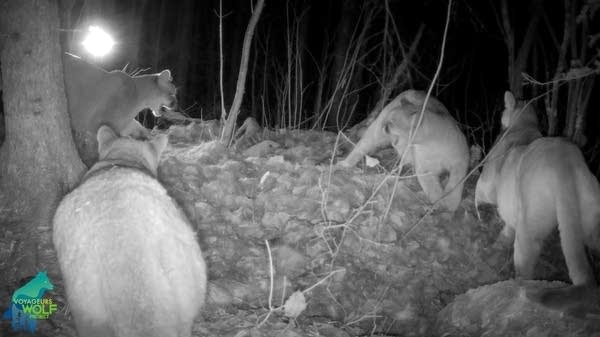 Four cougars on a trail camera