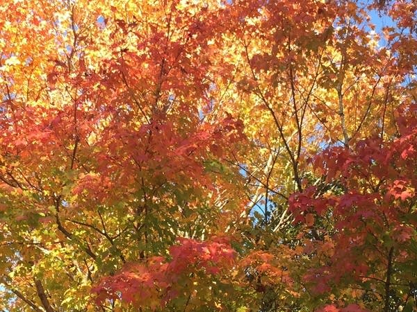 Weekend forecast: Cool temps; Sunday rain chances in southern Minnesota