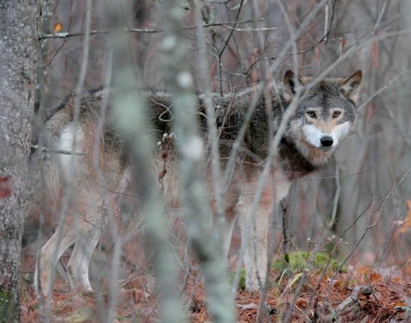 Most wolf-hunt permits going to hunters in northern Minnesota