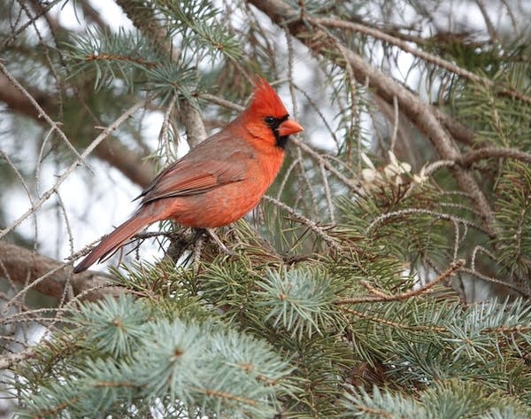 northern cardinal
