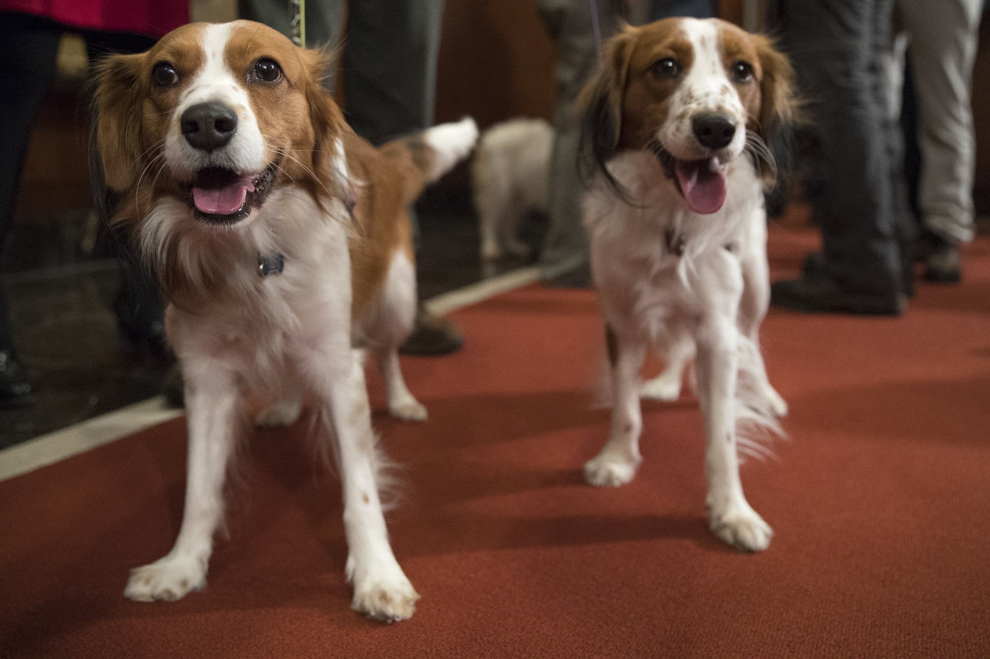 Nederlandse kooikerhondje Escher, right, and Rhett