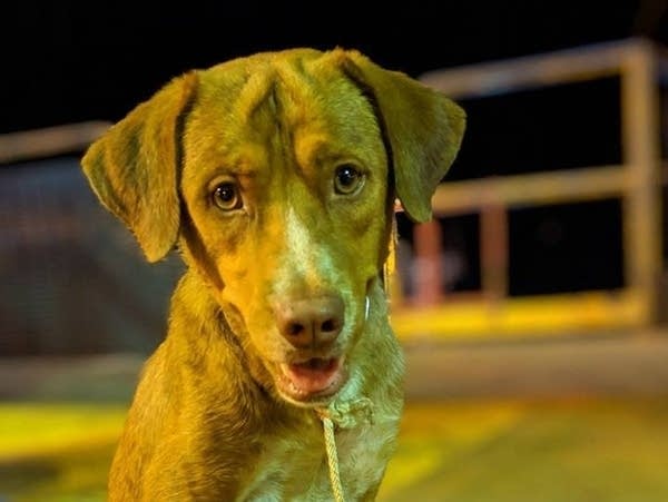 The rescued dog appeared to be growing stronger on the oil rig