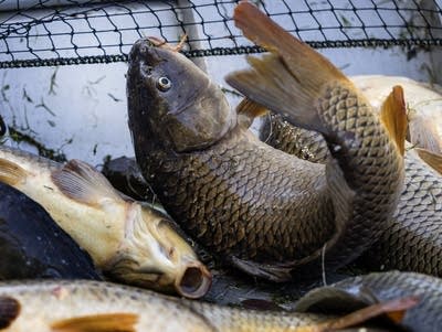 Carp removal