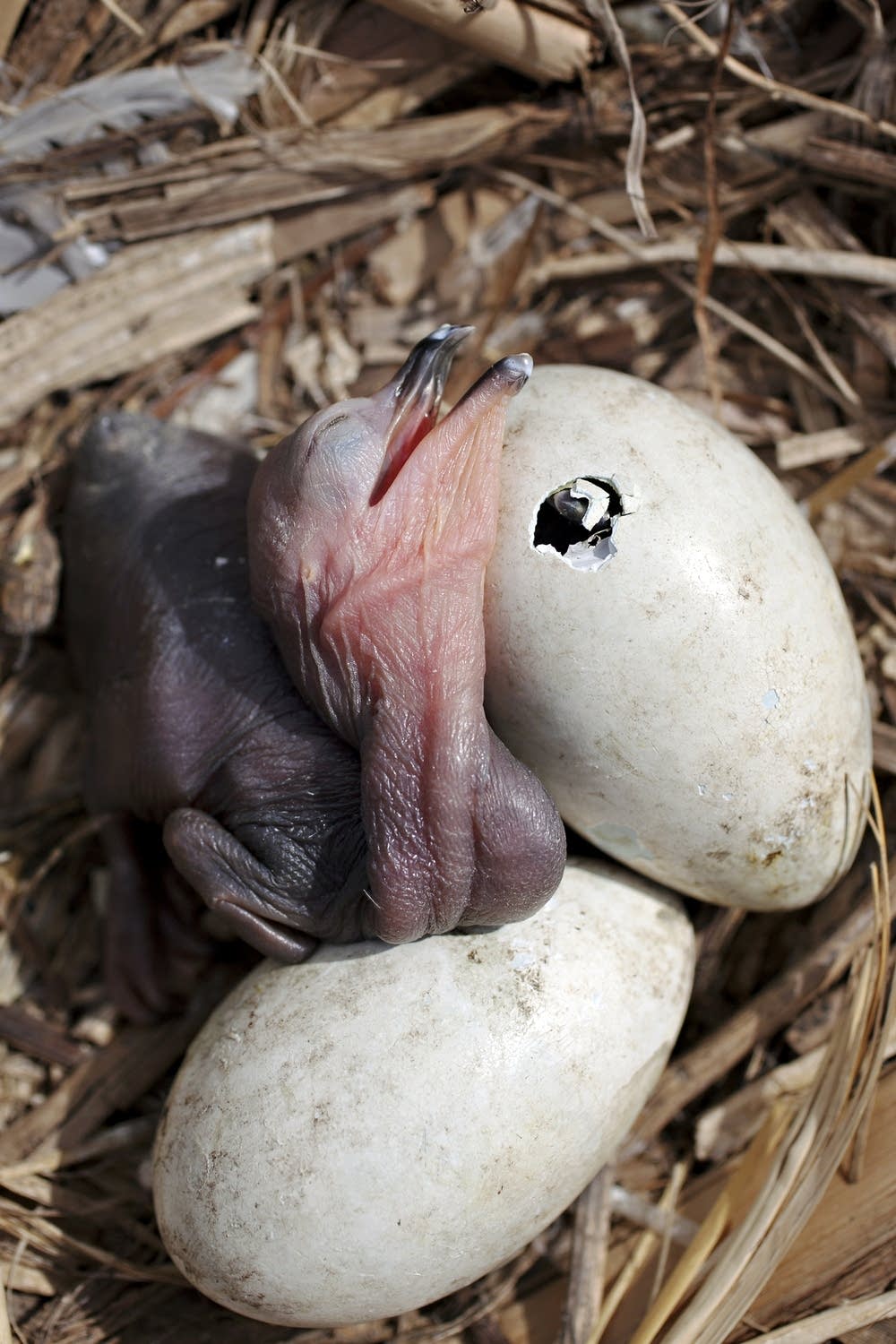Cormorant chick