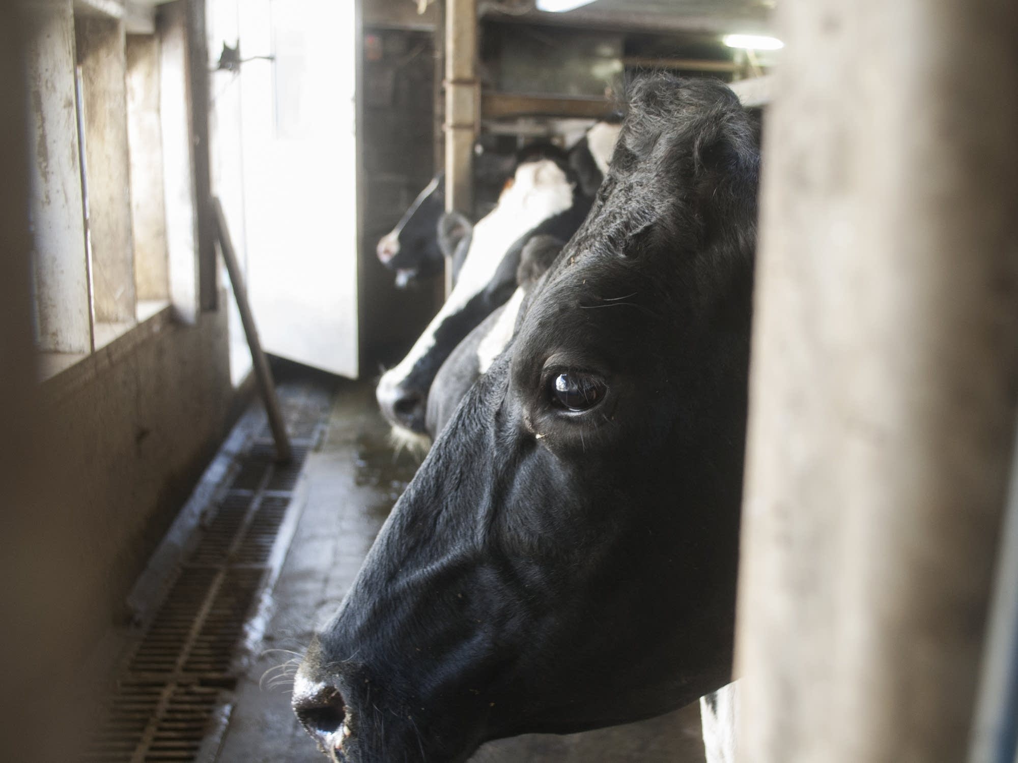 Cows stand in line to be milked.
