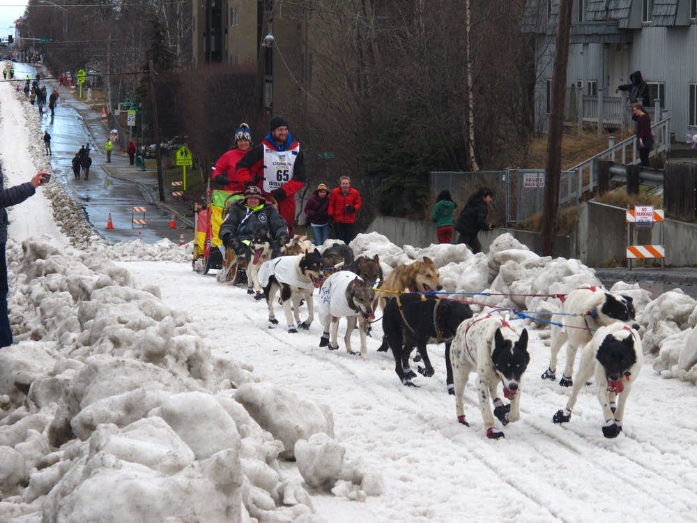 5 painful lessons from Iditarod mushers MPR News