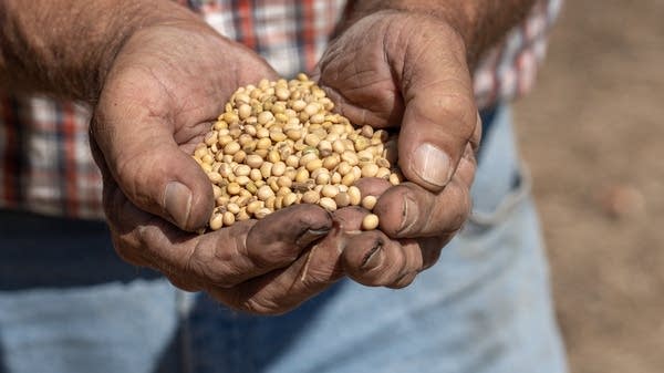 Dirty hands cup freshly harvested soybeans