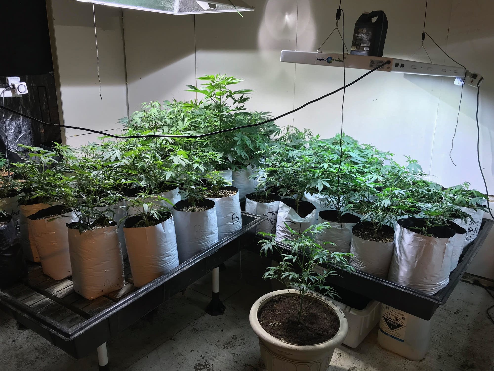 Pot bust in Wisconsin finds 300 plus marijuana plants, two