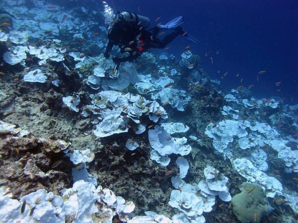 Scientists think they know what killed coral reefs. It was us