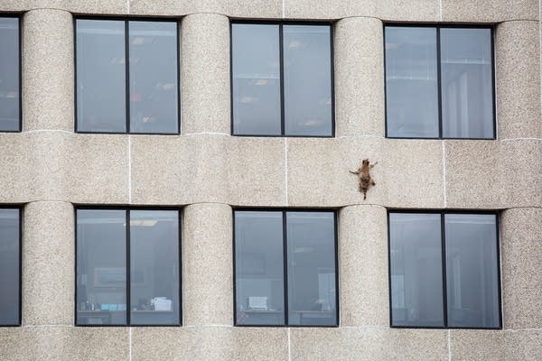 A raccoon scurries up the side of the UBS tower in St. Paul.