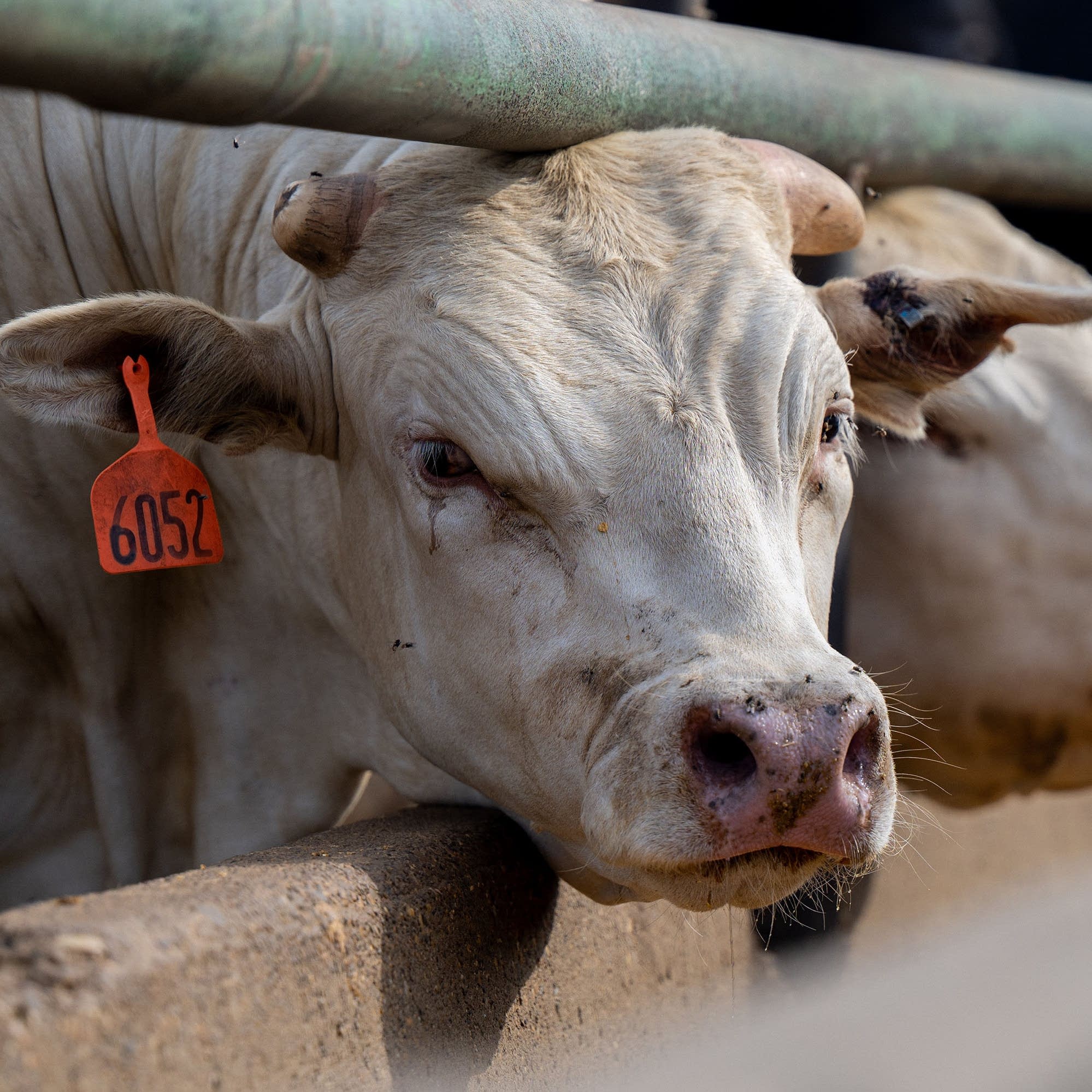 Beef prices and the beef of tomorrow