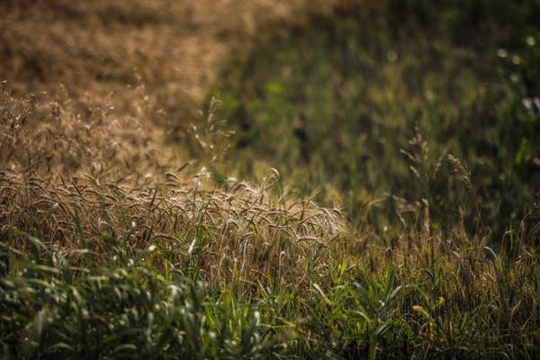 Wheat grows in a field near Gaylord, Minn., this fall.