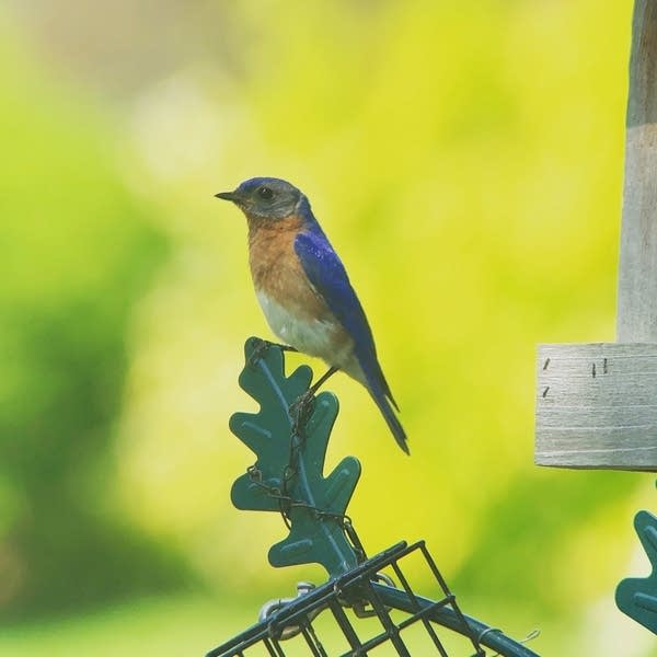 Summer is a great time for birdwatching in Minnesota 