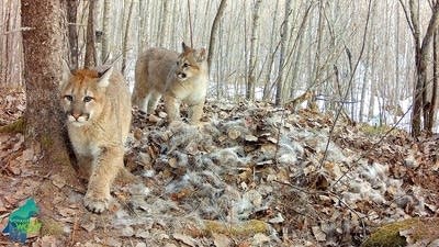 Trail cameras capture footage of cougar kittens in northern Minnesota