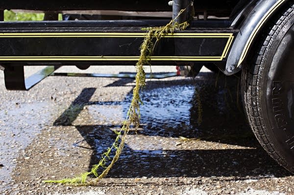 Weeds hang from a boat trailer at the east public access of Pelican Lake.