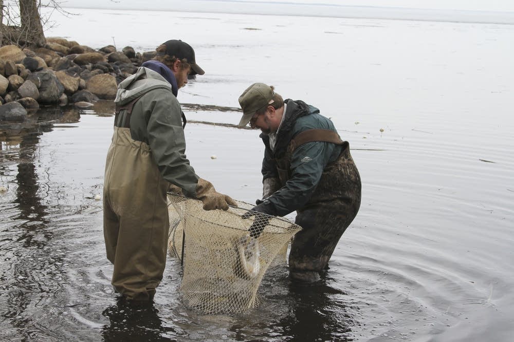 Tagging fish