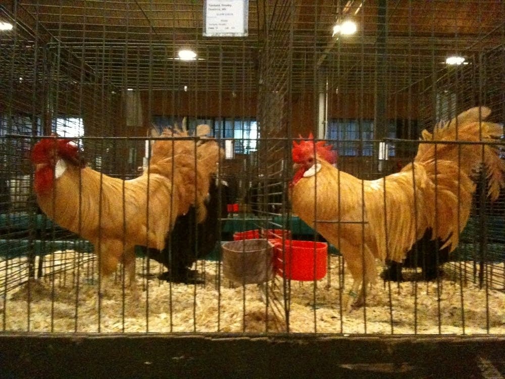 St. Paul State Fair chickens Minnesota Public Radio News