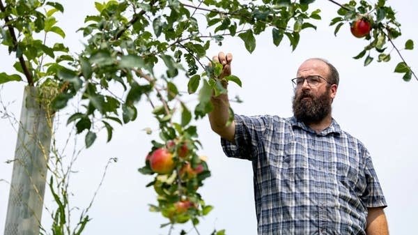 John Williams, farm manager at Sola Gratia Farm in Urbana, Illinois, checks fruit sprouting from an apple tree. The farm got funding to plant fruit and nut trees through a grant from the Natural Resources Conservation Service. 