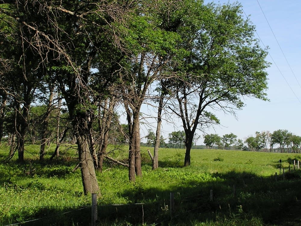 Cedar Creek Ecosystem Science Reserve