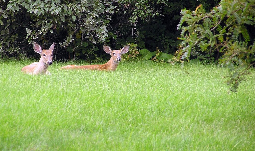 Nearby wildlife