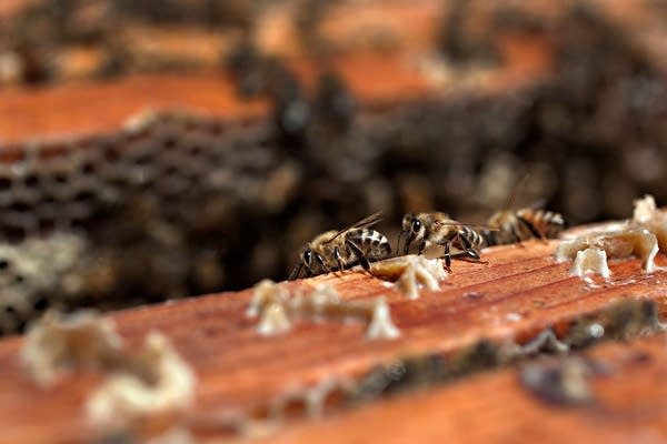 Honey production