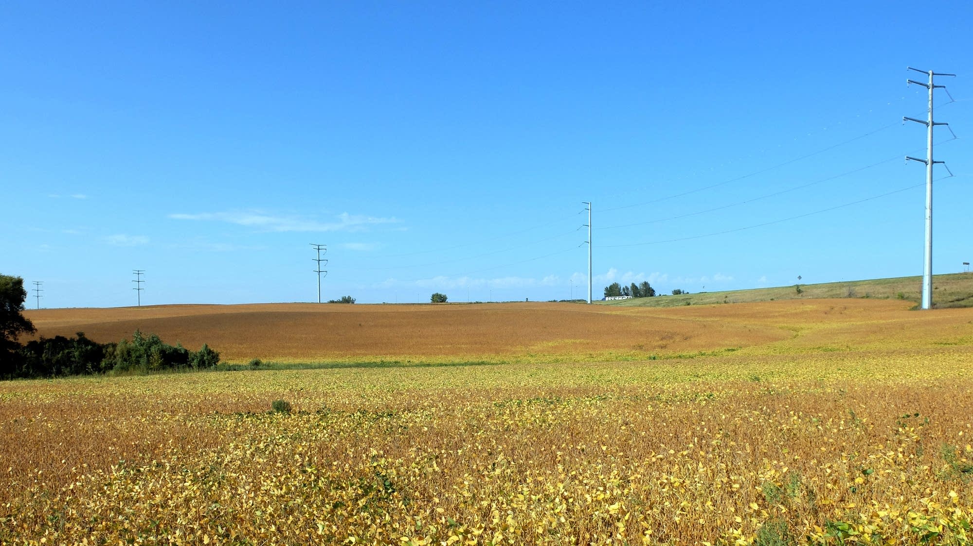 Soybeans outside Fergus Falls, Minn.