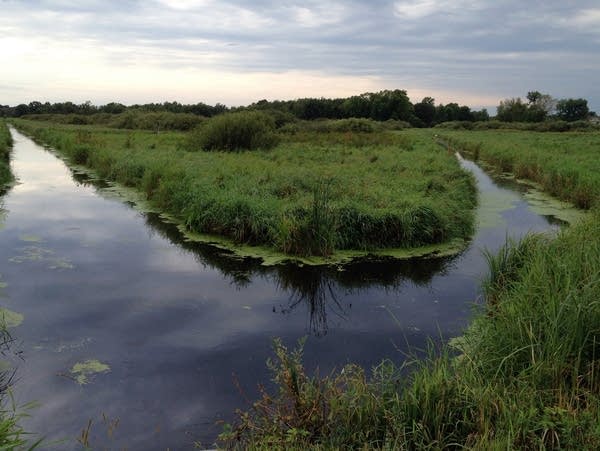 Corcoran Wetlands