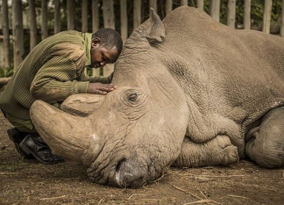 1,000 Words: The extinction