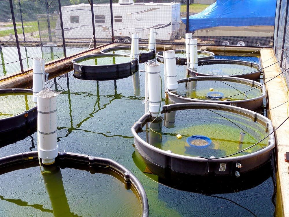 Fish ponds