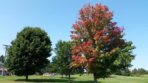 rt0906fall