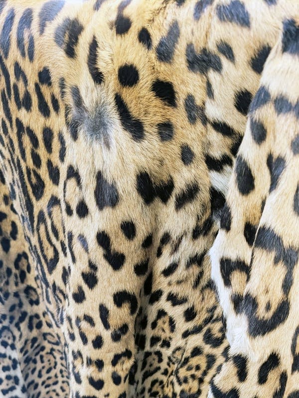a seized jaguar pelt