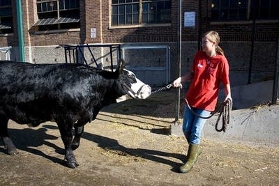 Alexandra Paulson stuggles with her heifer