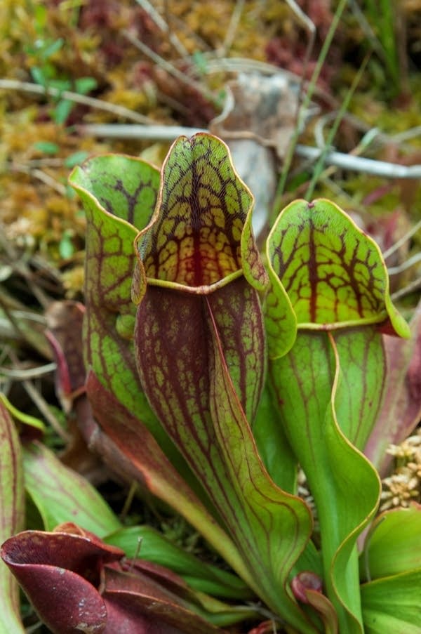 Pitcher plant